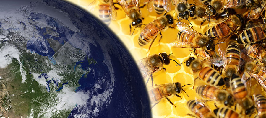 Che mondo sarebbe senza api?